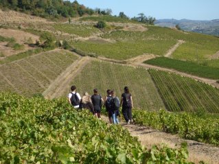 L'ascension vers le Mont Brouilly 